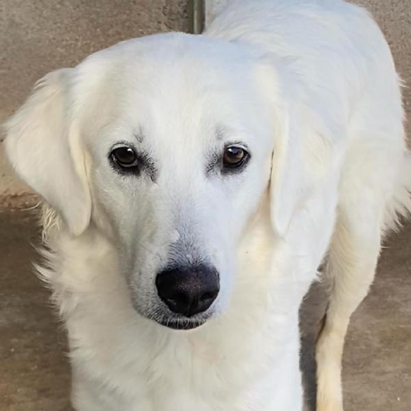 SUAMY dolce cagnolina 10 mesi in adozione - canile di Latina Foto 7