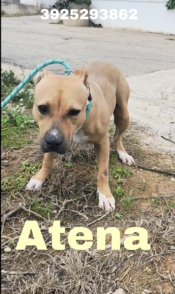 Atena Una Bellissima E Giovane Amstaff In Adozione 