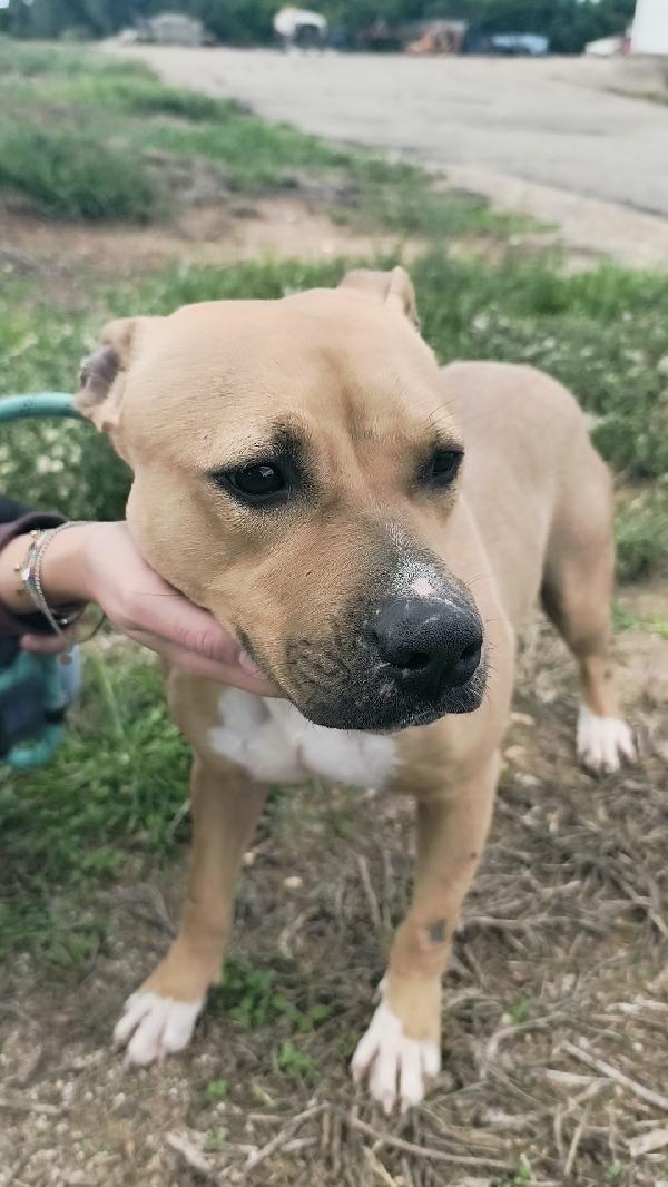 Atena una bellissima e giovane Amstaff in adozione  Foto 2