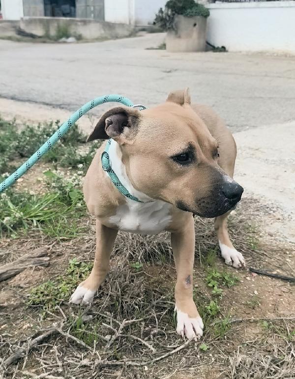 Atena una bellissima e giovane Amstaff in adozione  Foto 4