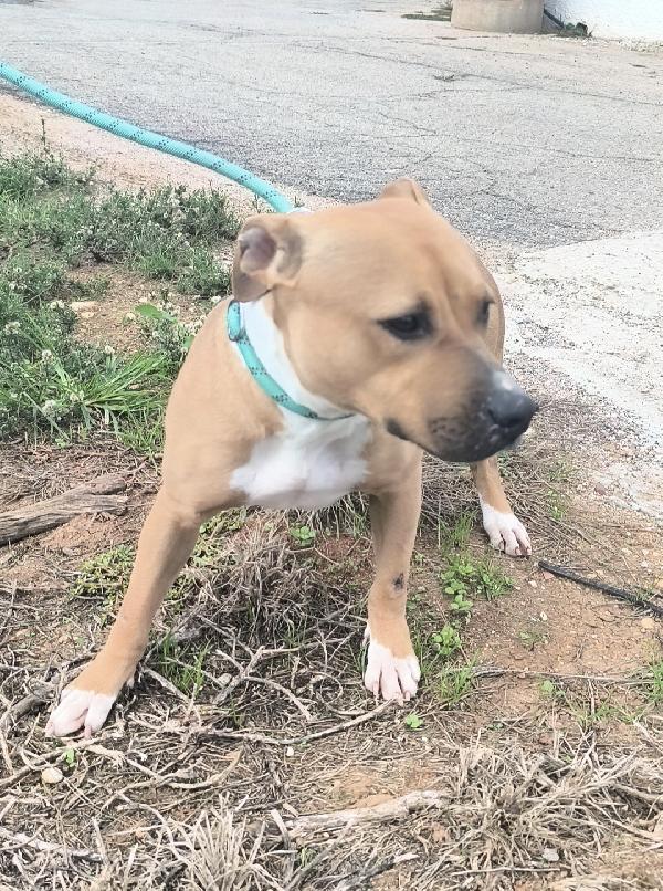 Atena una bellissima e giovane Amstaff in adozione  Foto 5