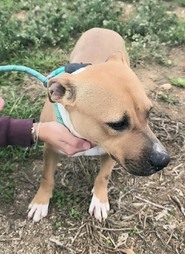 Atena una bellissima e giovane Amstaff in adozione  Foto 7