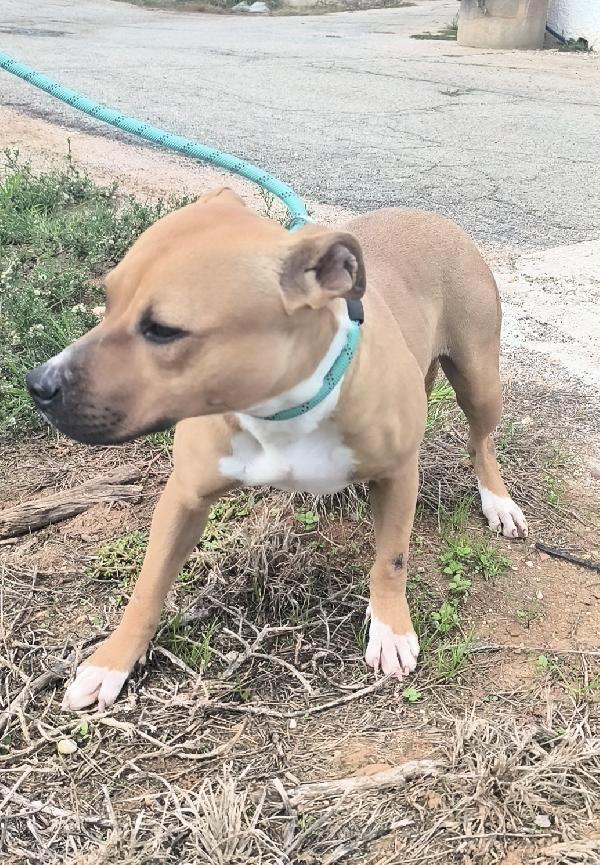 Atena una bellissima e giovane Amstaff in adozione  Foto 8