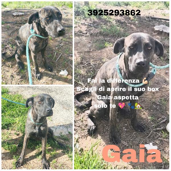 Gaia Simil Corso Tigrato In Adozione Cerca Casa 