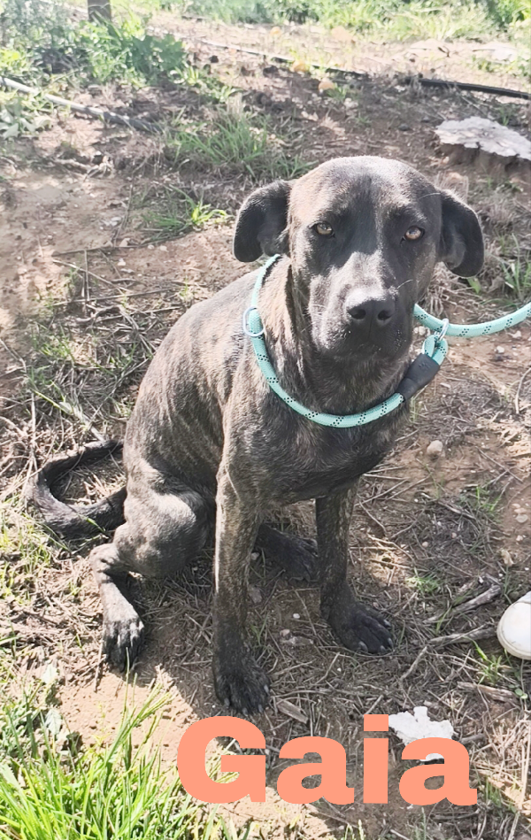 Gaia simil corso tigrato in adozione cerca casa  Foto 2