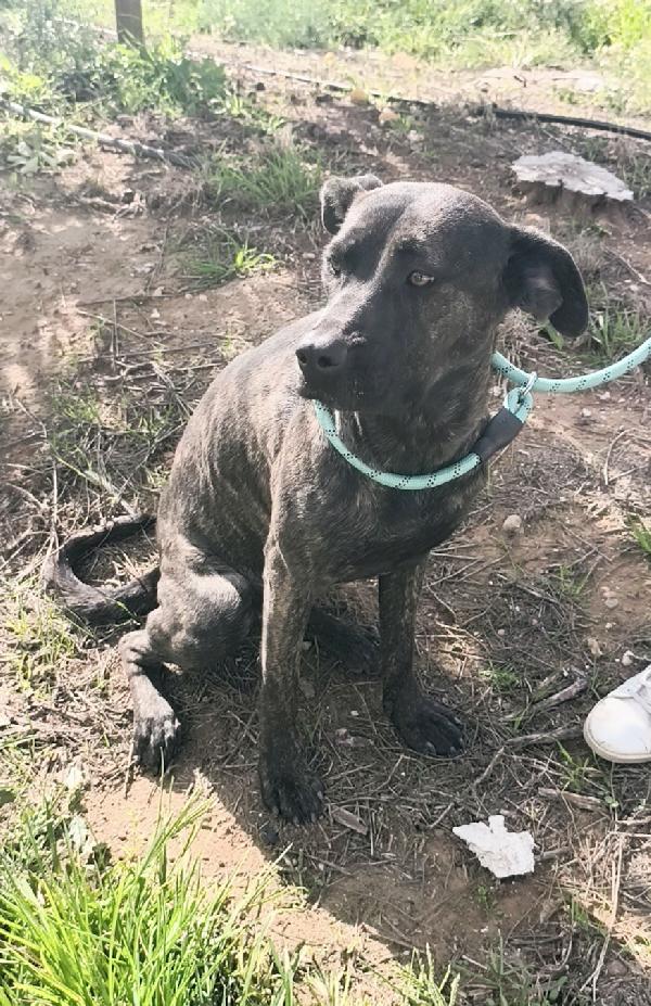 Gaia simil corso tigrato in adozione cerca casa  Foto 5