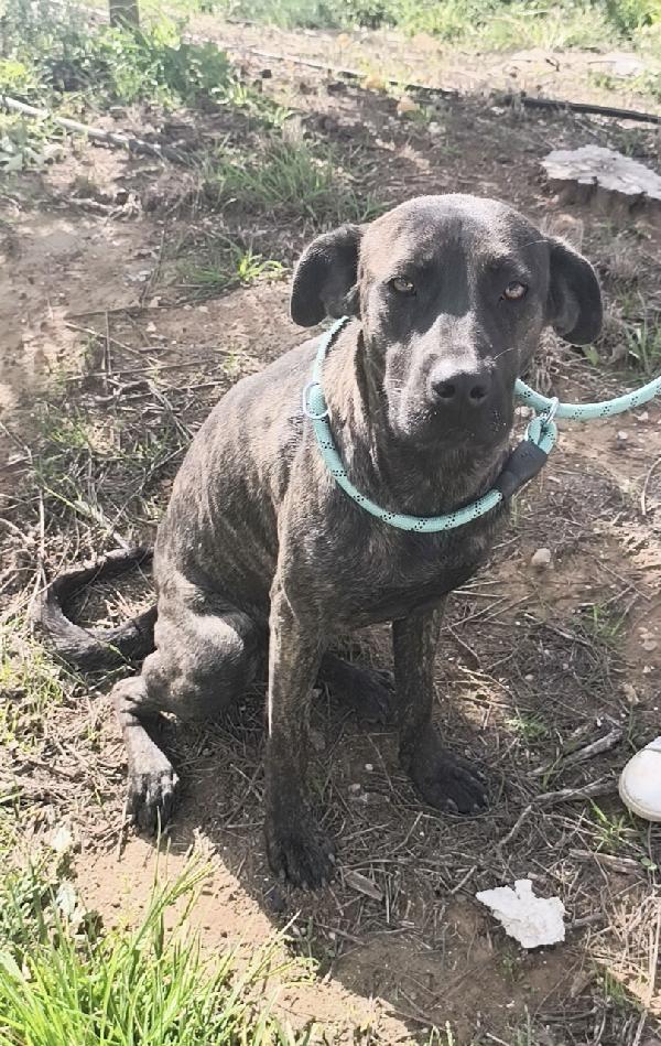 Gaia simil corso tigrato in adozione cerca casa  Foto 6