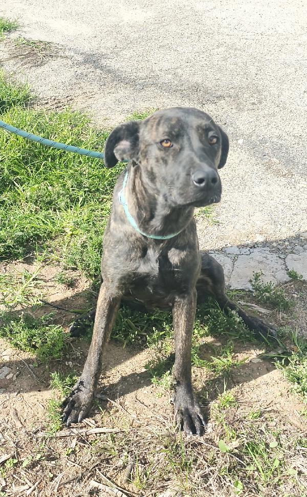 Gaia simil corso tigrato in adozione cerca casa  Foto 9