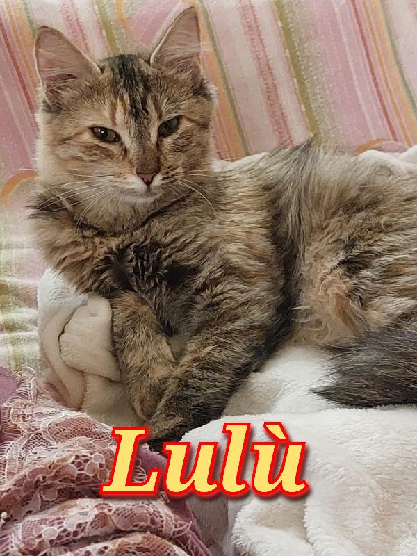 Lulù Gattina Dal Pelo Lungo 