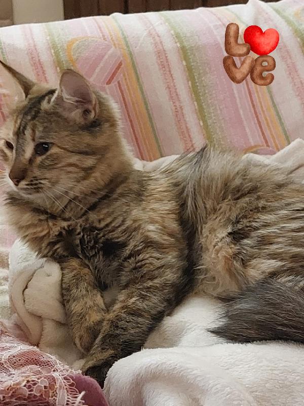 Lulù gattina dal pelo lungo  Foto 2