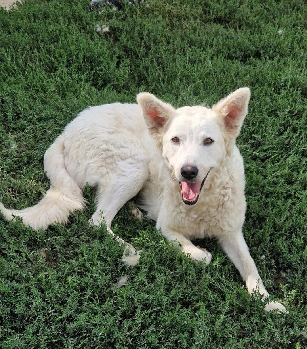 Claudia Splendida Giovanotta Simil Pastore Svizzero 