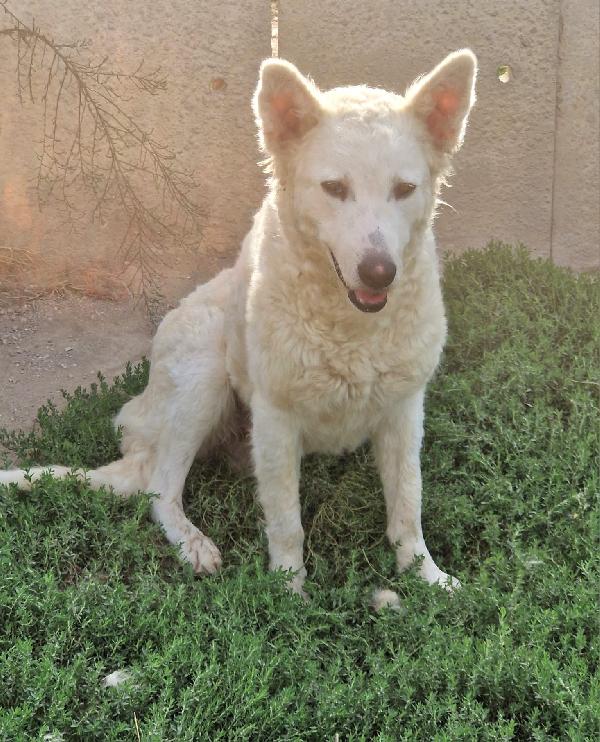Claudia Splendida Giovanotta Simil Pastore Svizzero  Foto 2