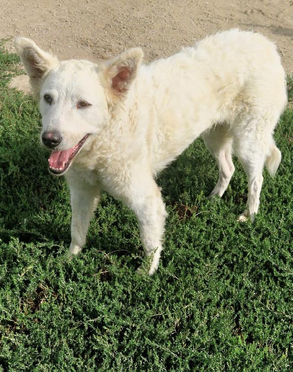 Claudia Splendida Giovanotta Simil Pastore Svizzero  Foto 3