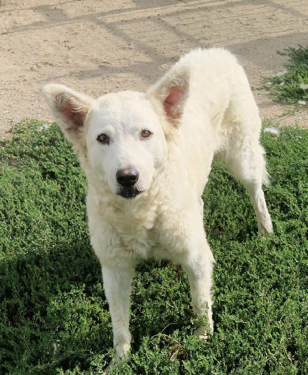 Claudia Splendida Giovanotta Simil Pastore Svizzero  Foto 4