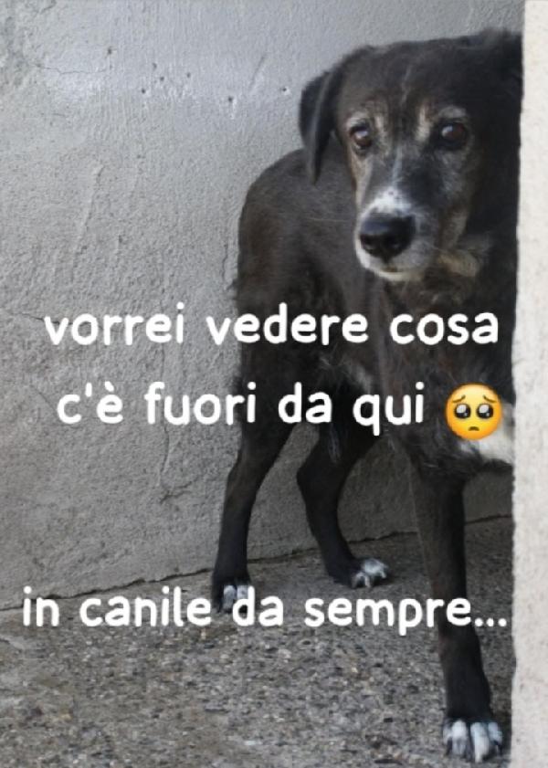 Femmina 9Anni Da Sempre In Canile. Calabria
