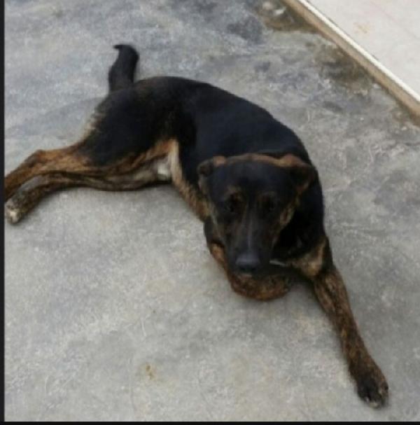 Elvis marrone/nero  5anni nessuno lo nota.MILANO Foto 3