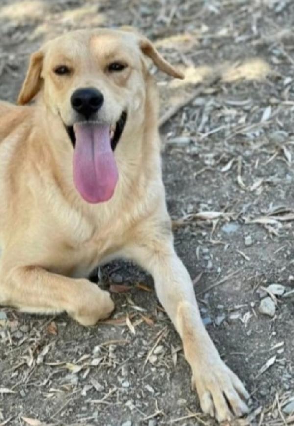 Giulio 3Anni Tg Media Il Rifugio Chiude!! Napoli