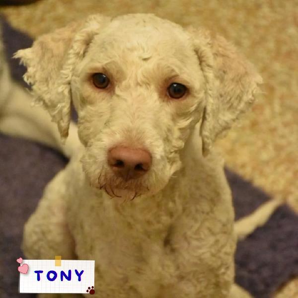 Tony Lagotto Romagnolo In Adozione - Latina