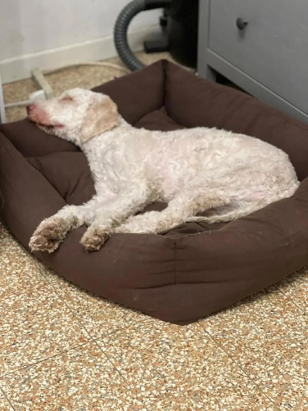 Tony LAGOTTO ROMAGNOLO in adozione - Latina Foto 2