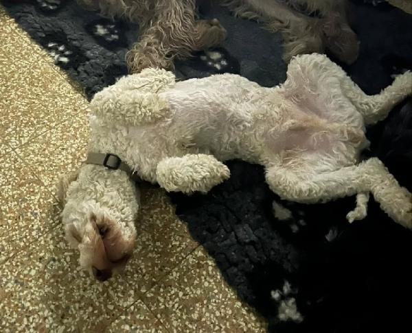 Tony LAGOTTO ROMAGNOLO in adozione - Latina Foto 3