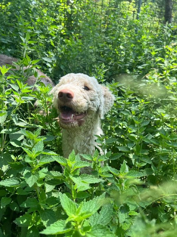 Tony LAGOTTO ROMAGNOLO in adozione - Latina Foto 4