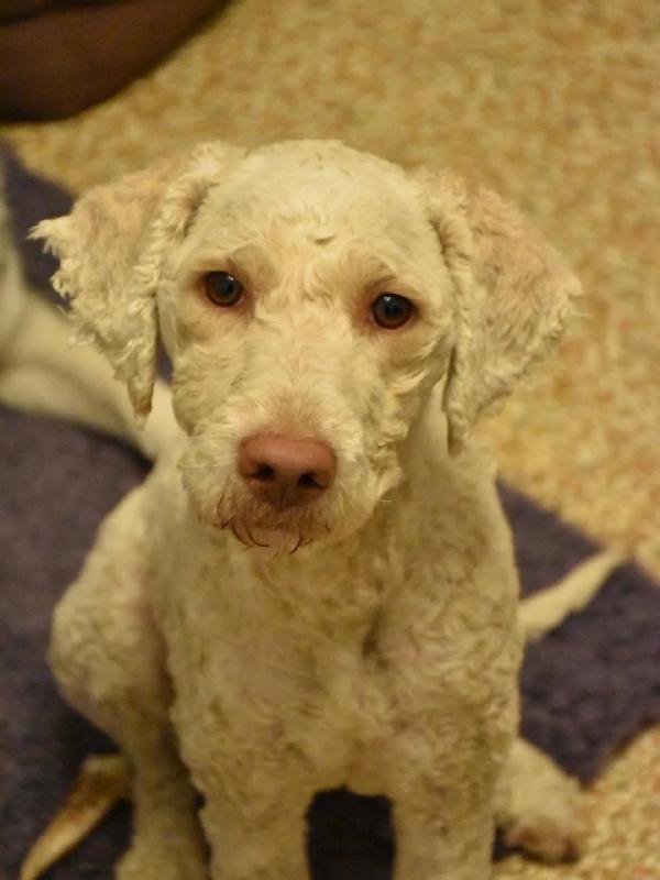 Tony LAGOTTO ROMAGNOLO in adozione - Latina Foto 5