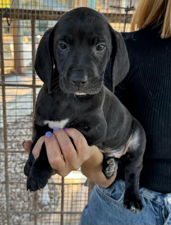 Cosmo 2 Mesi Taglia Media 