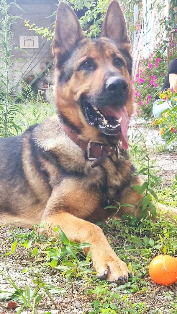 Ricky,3 anni.Facciamo presto!  Foto 2