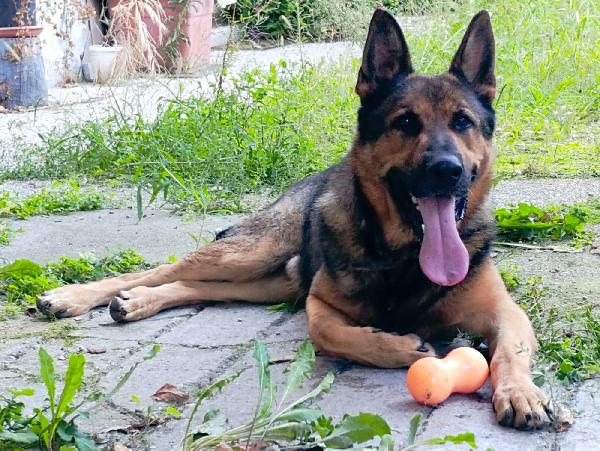 Ricky,3 anni.Facciamo presto!  Foto 3