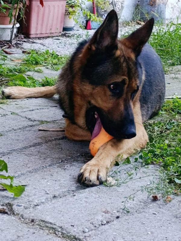 Ricky,3 anni.Facciamo presto!  Foto 4