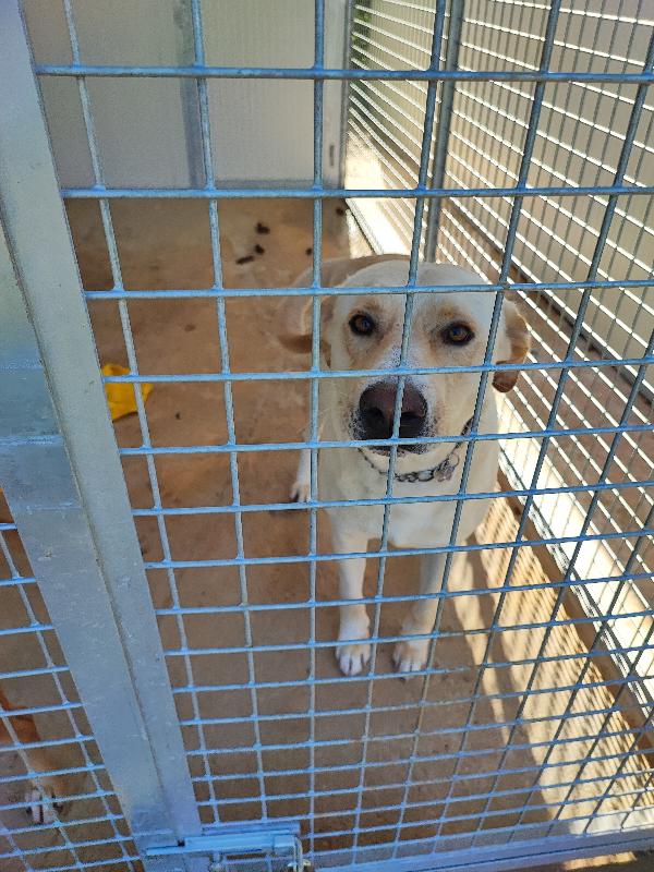 Wall E... Dolcezza A 4 Zampe