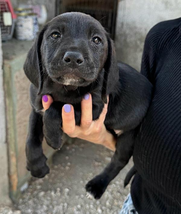 Altair 2 Mesi Taglia Media 