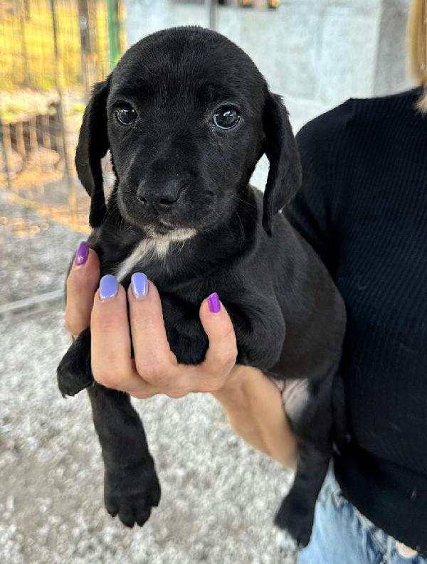 Callisto 2 Mesi Taglia Media 