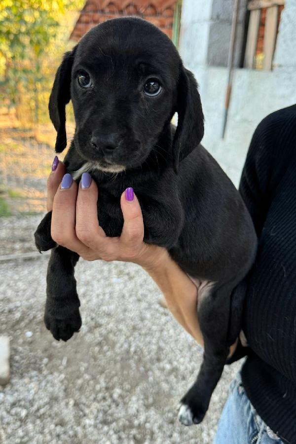 Callisto 2 mesi taglia media  Foto 2