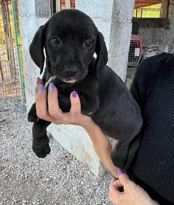 Callisto 2 mesi taglia media  Foto 3