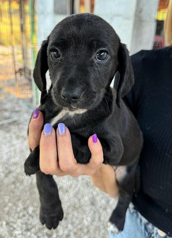 Callisto 2 mesi taglia media  Foto 4