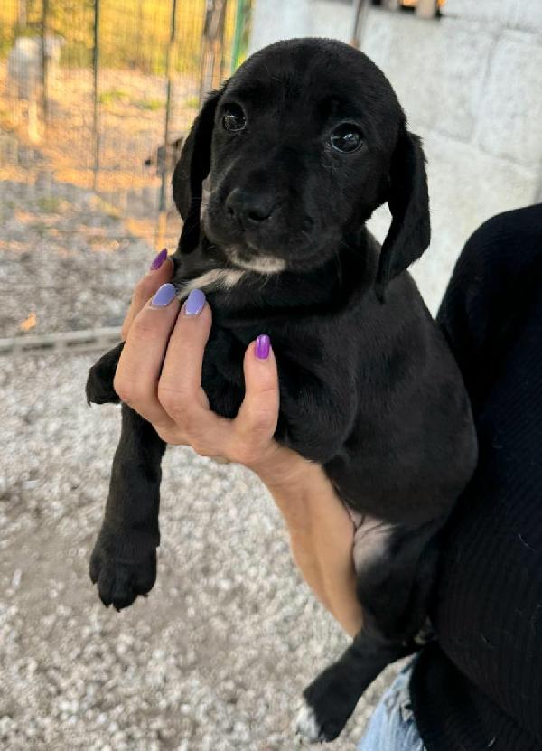 Callisto 2 mesi taglia media  Foto 5