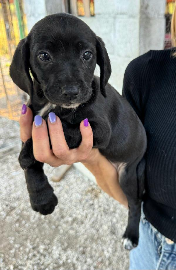 Callisto 2 mesi taglia media  Foto 6