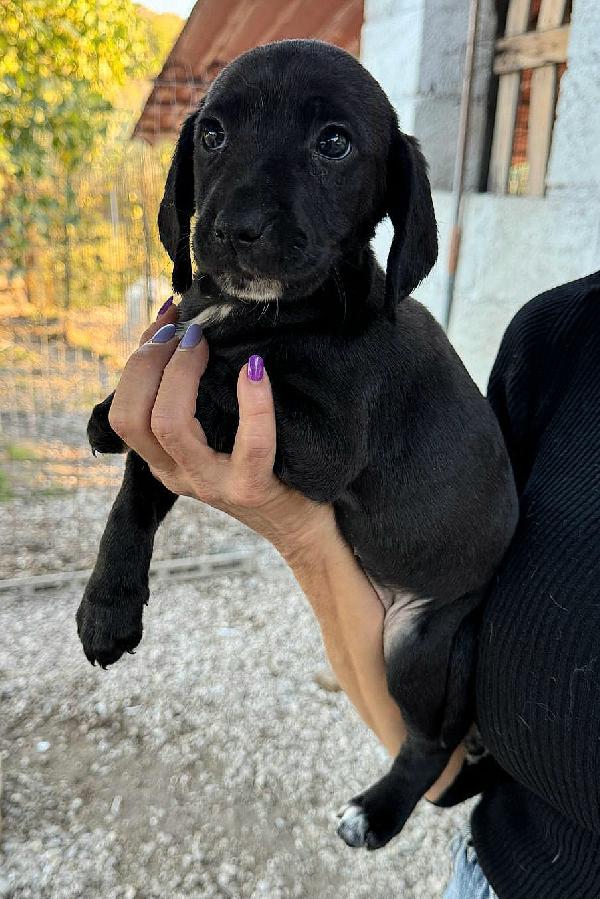 Callisto 2 mesi taglia media  Foto 7