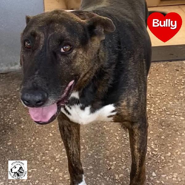 Bully Derivato Bull Terrier In Adozione - Canile Di Latina