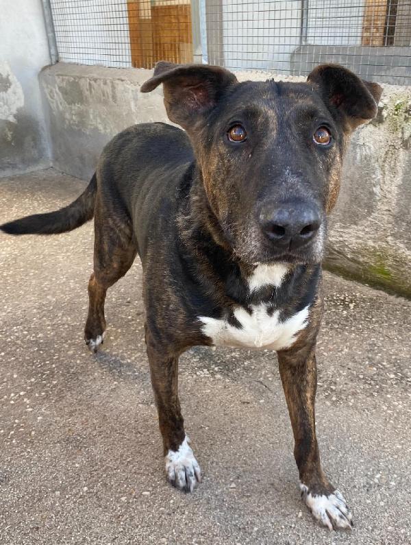 Bully derivato bull terrier in adozione - canile di Latina Foto 2