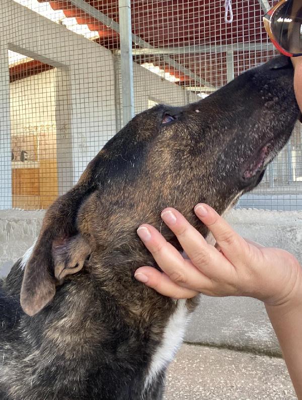 Bully derivato bull terrier in adozione - canile di Latina Foto 3