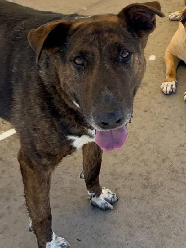 Bully derivato bull terrier in adozione - canile di Latina Foto 5
