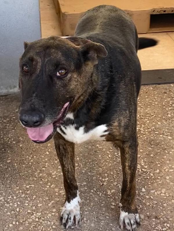 Bully derivato bull terrier in adozione - canile di Latina Foto 6