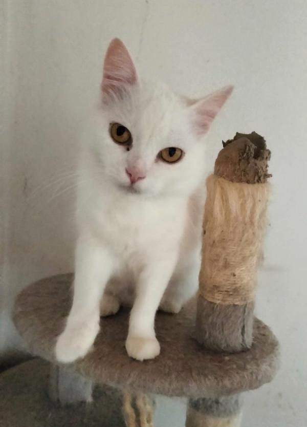 CHIARA, tenera gatta in adozione! Foto 3