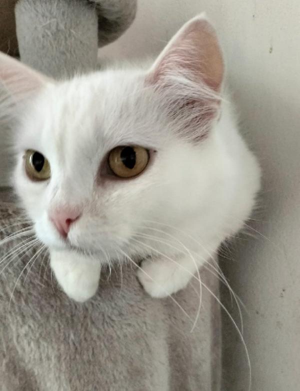 CHIARA, tenera gatta in adozione! Foto 6