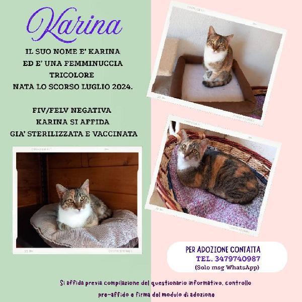 Karina, Splendida Micia In Adozione!