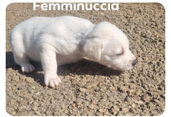 Cuccioli Di Taglia Media Piccola 