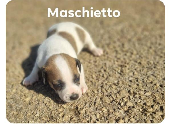 Cuccioli di taglia media piccola  Foto 2