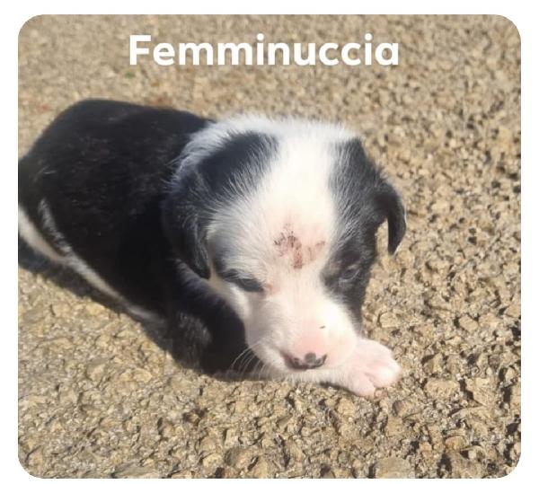 Cuccioli di taglia media piccola  Foto 3